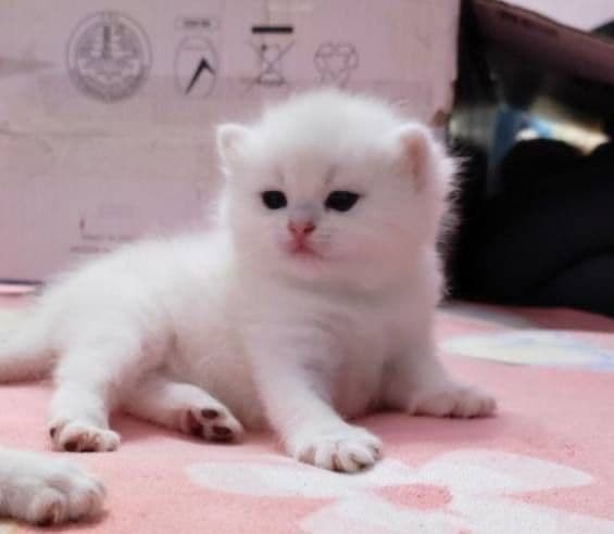 Продаются  британский серебристый шиншилы — 2