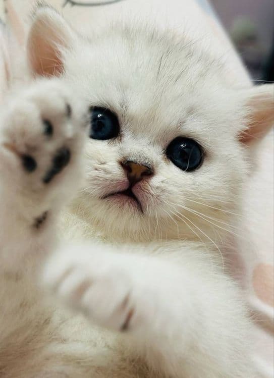 Продаются  британский серебристый шиншилы — 3