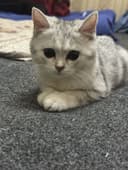 Shinshilla toza qaralgan
