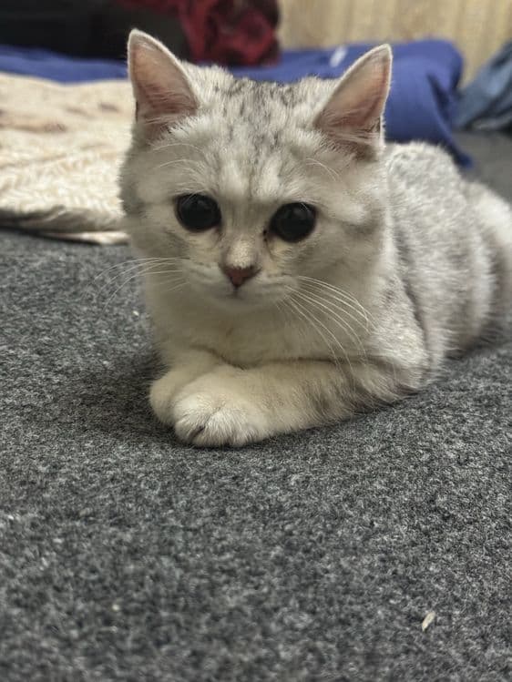 Shinshilla toza qaralgan