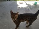 Bengal toza erkak 1yarm yow