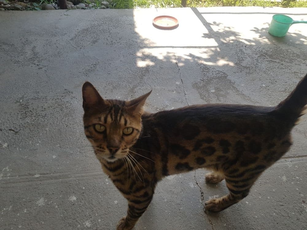 Bengal toza erkak 1yarm yow