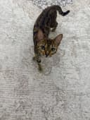Mushuk bengalskiy tozza.