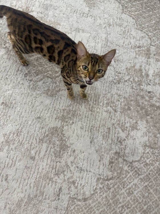 Mushuk bengalskiy tozza. — 2