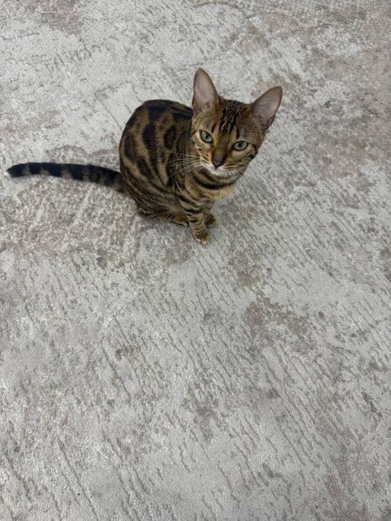 Mushuk bengalskiy tozza. — 4
