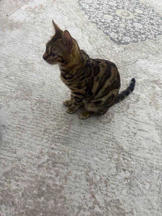 Mushuk bengalskiy tozza. — 5
