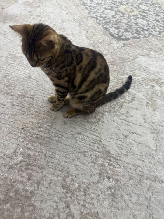 Mushuk bengalskiy tozza. — 6