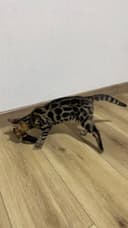 Bengal mushuk котята