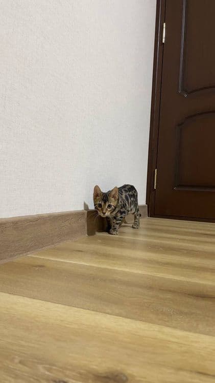 Bengal mushuk котята — 2