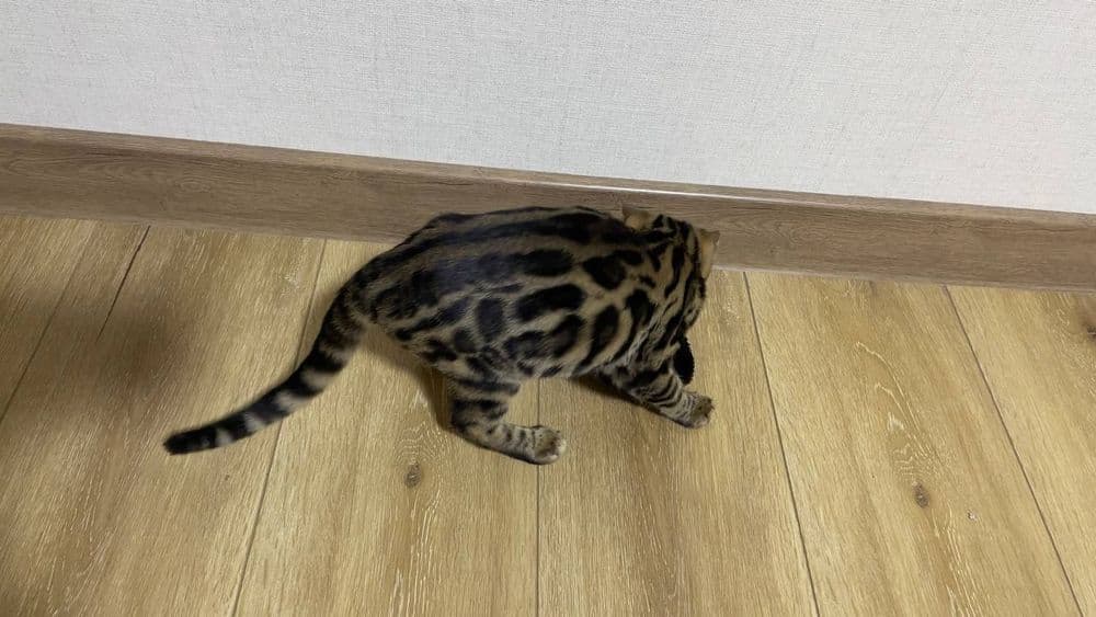 Bengal mushuk котята — 3