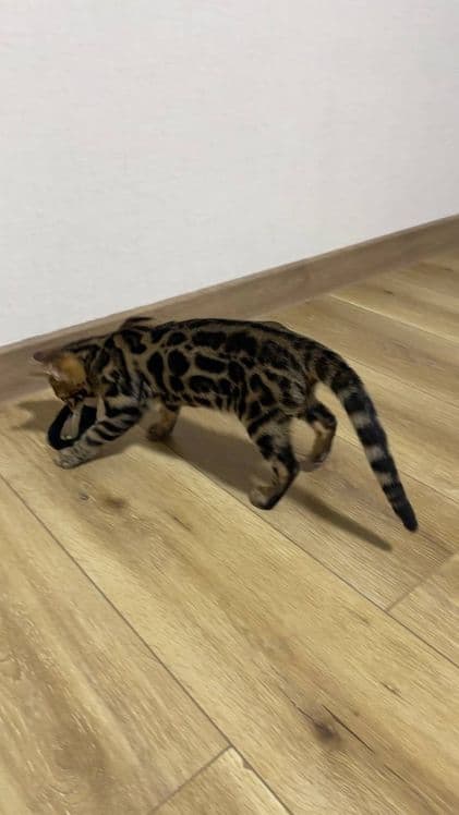 Bengal mushuk котята — 4