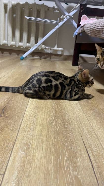 Bengal mushuk котята — 5
