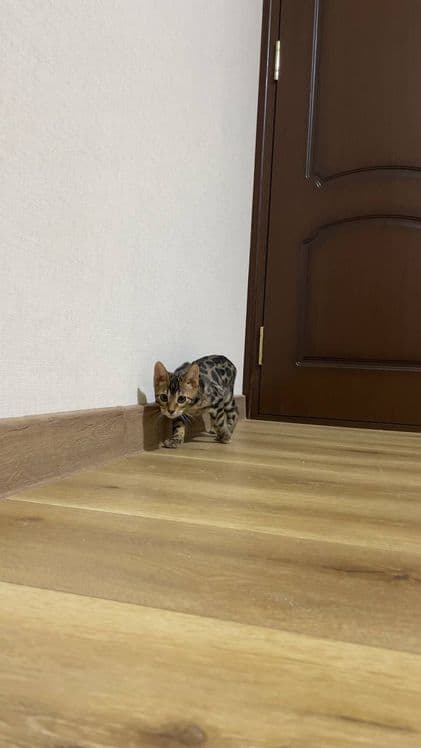 Bengal mushuk котята — 6