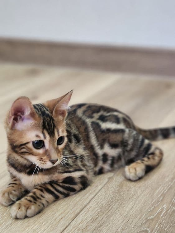 Bengal mushuk bolasi