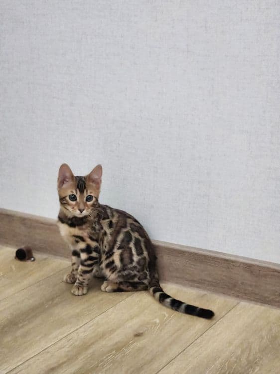 Bengal mushuk bolasi — 3