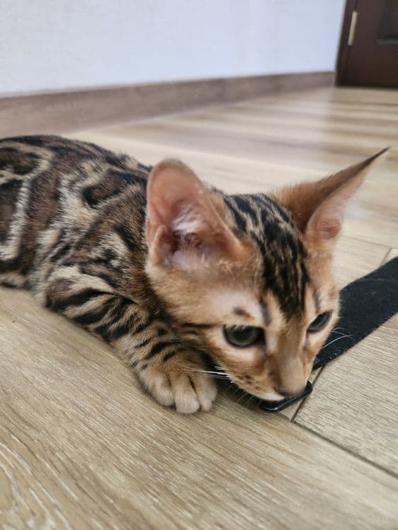 Bengal mushuk bolasi — 4