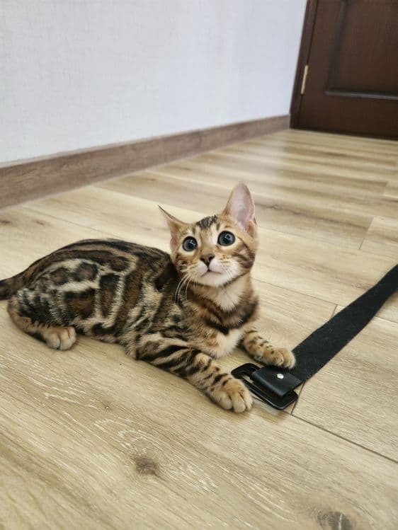 Bengal mushuk bolasi — 5