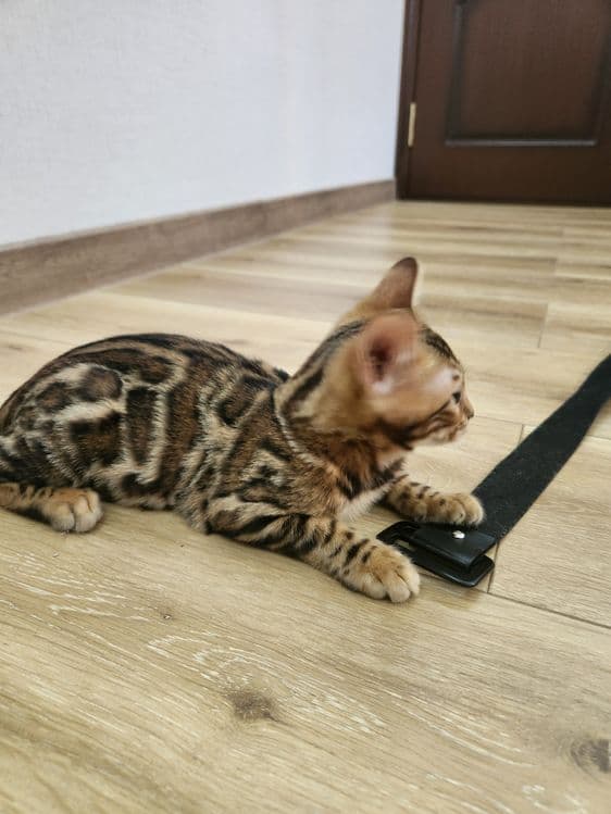 Bengal mushuk bolasi — 6