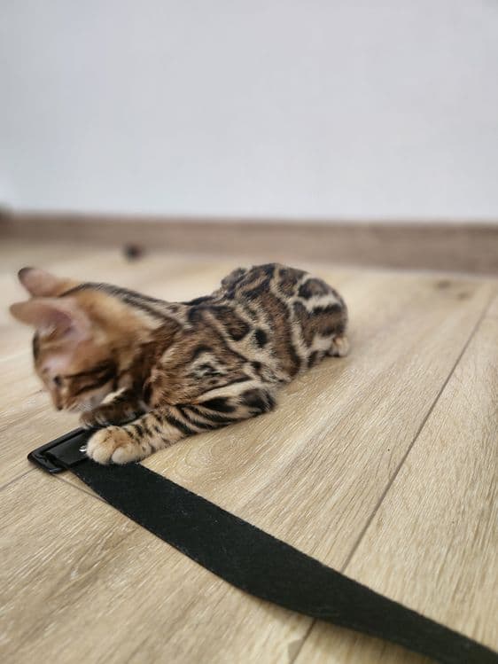 Bengal mushuk bolasi — 7