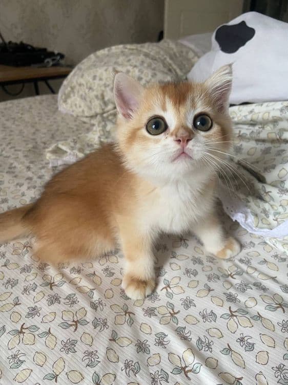 Котенок, золотая шиншилла. — 2