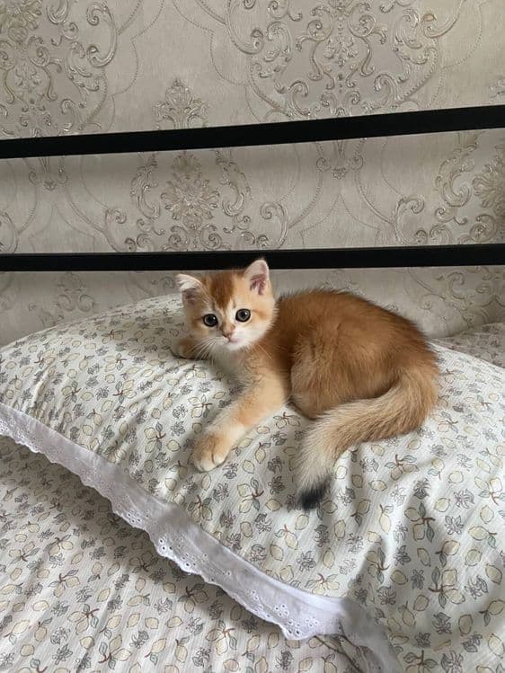Котенок, золотая шиншилла. — 3