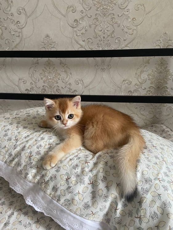 Котенок, золотая шиншилла. — 4