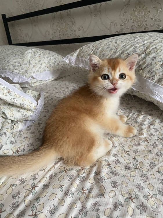 Котенок, золотая шиншилла. — 5