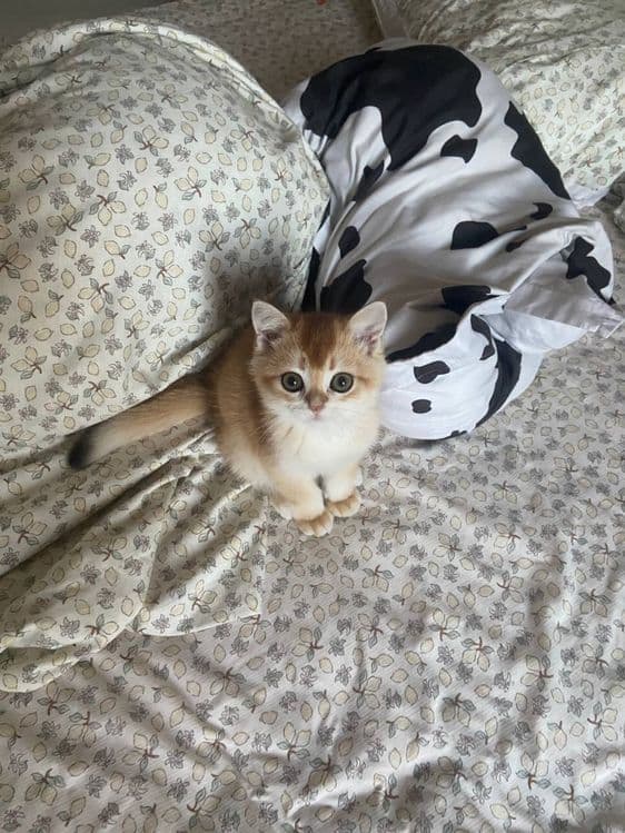 Котенок, золотая шиншилла. — 6