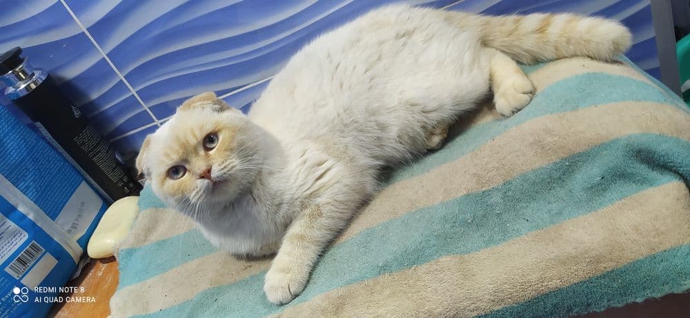 Скотиш страйт и скотиш фолд — 2