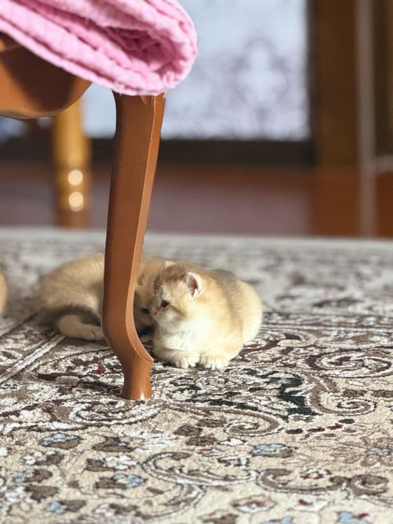 Shinshilla шиншилла — 2