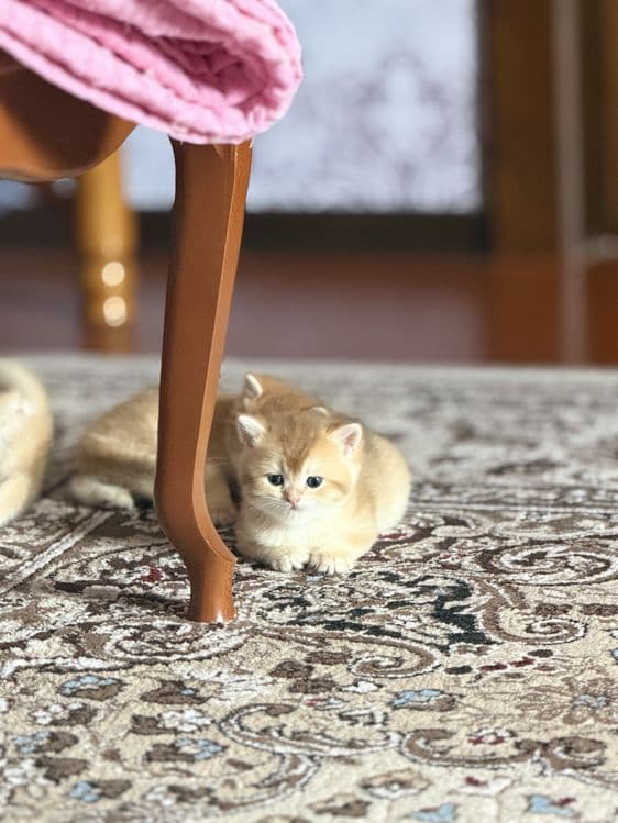 Shinshilla шиншилла — 3