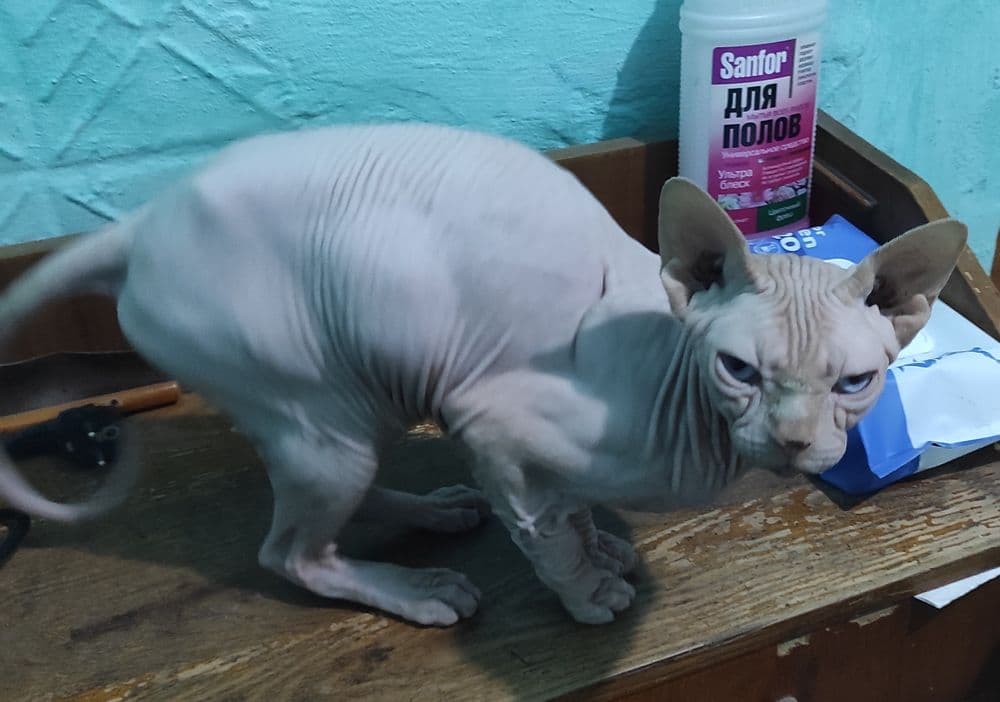 Продажа Сфинкс кошечка