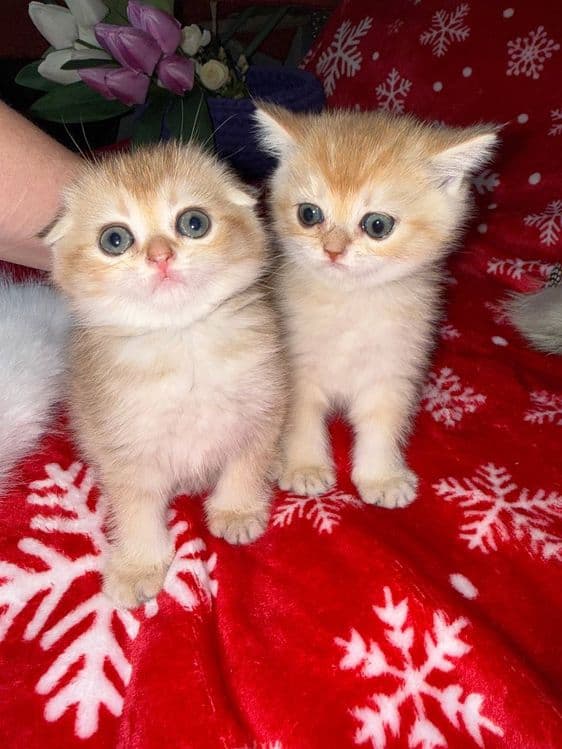 Котята по супер цене — 2