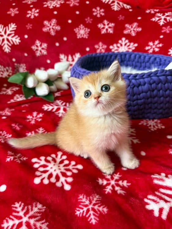 Котята по супер цене — 3