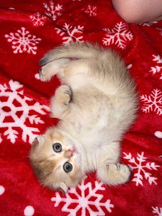 Котята по супер цене — 4
