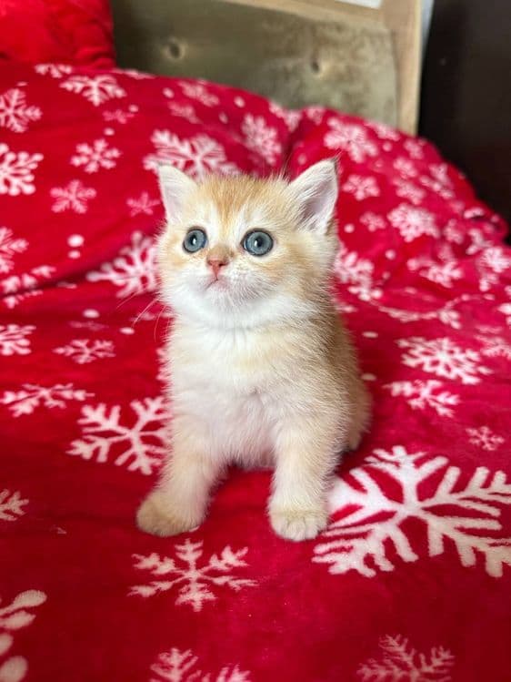 Котята по супер цене — 5