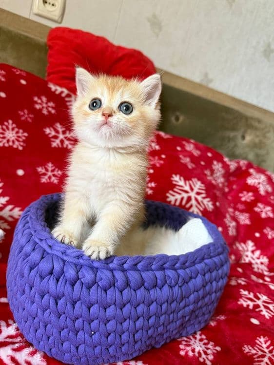 Котята по супер цене — 6