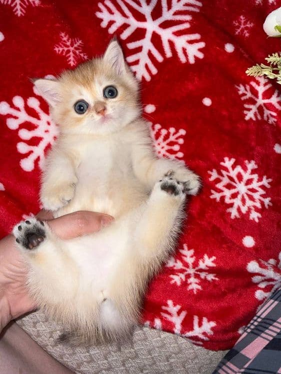 Котята по супер цене — 7