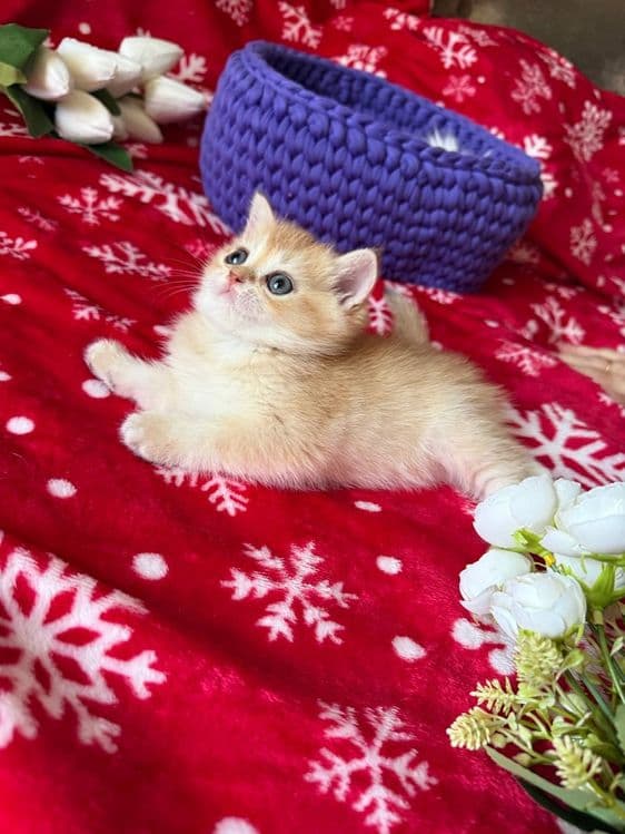 Котята по супер цене — 8
