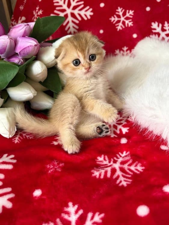 Продаются котята — 2