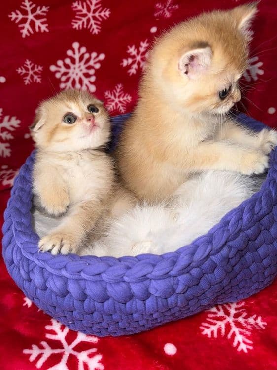 Продаются котята — 4
