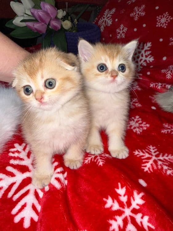 Продаются котята — 5
