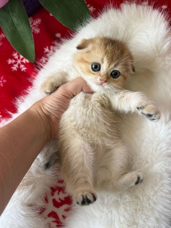 Продаются котята — 6