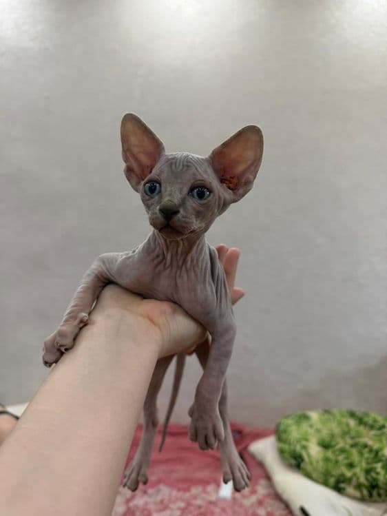 Котики сфинксы редкого окраса