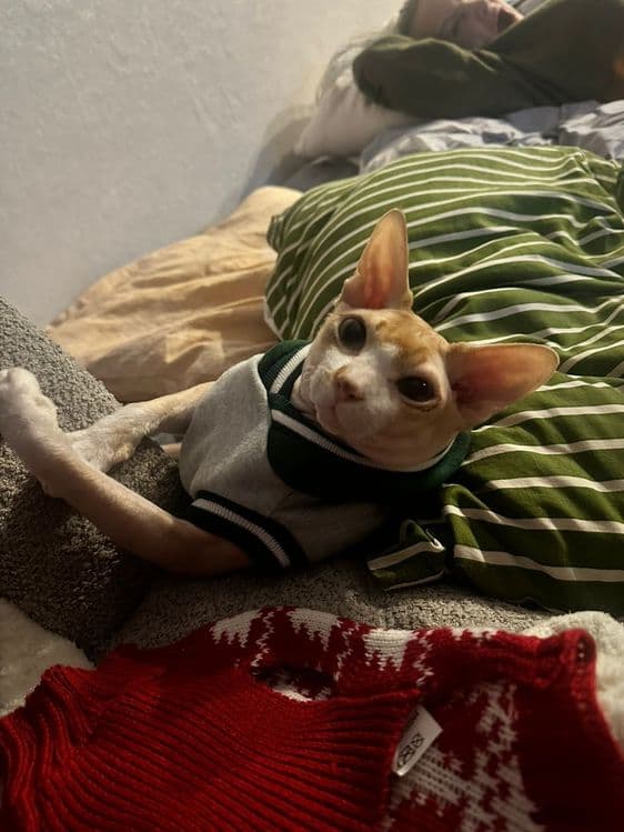 Котики сфинксы редкого окраса — 2