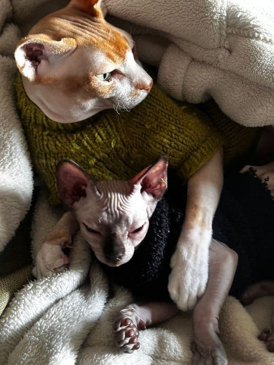 Котики сфинксы редкого окраса — 4