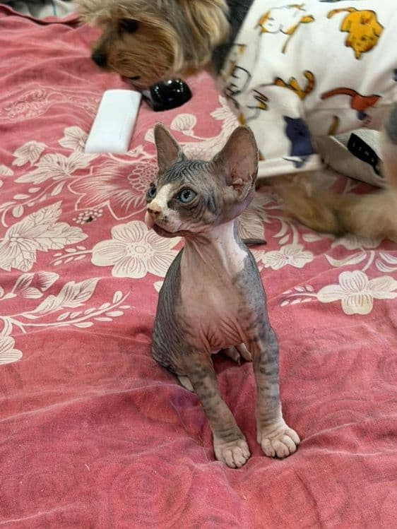 Котики сфинксы редкого окраса — 7