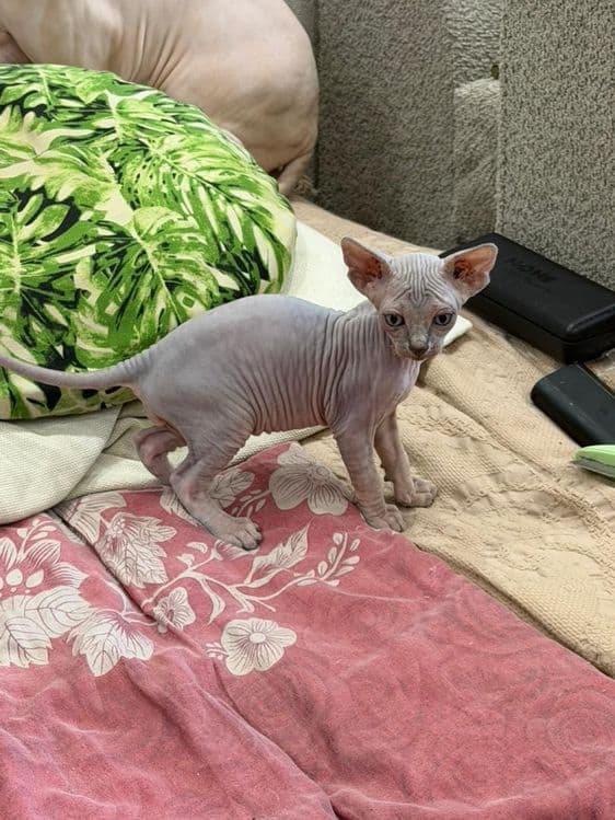 Котики сфинксы редкого окраса — 8