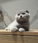 Скоттиш фолд котята