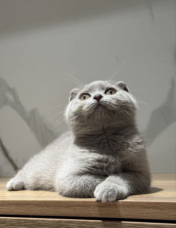 Скоттиш фолд котята — 2